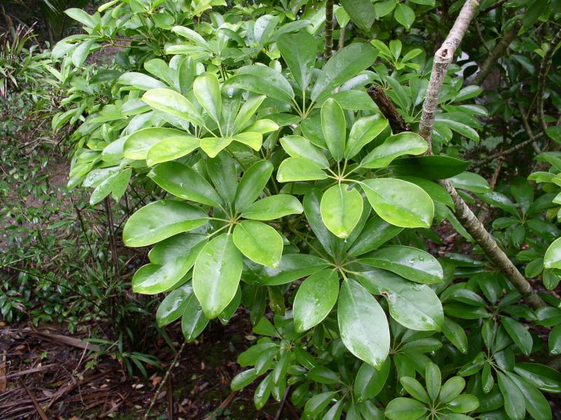 Dwarf Umbrella Tree , Heptapleurum arboricola
